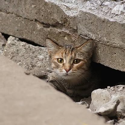 Kot wyglądający ze szczeliny między betonowymi płytami